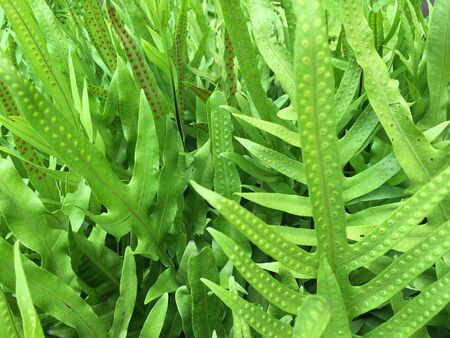 Green background of fernsの素材