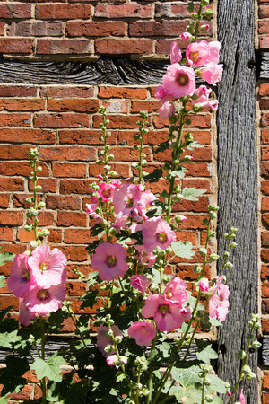 Pink hollyhockの写真素材