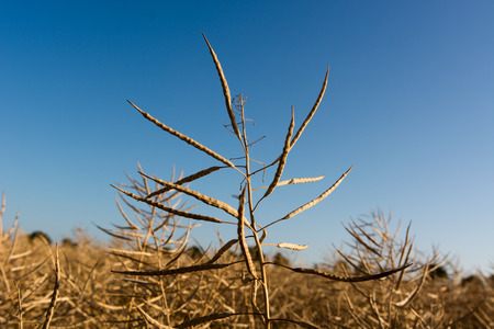 ripe rapeseedの写真素材