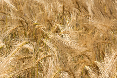 ripe rye corn on field in detail