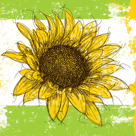 Sunflower, Sketchy sunflower over an abstract background.のイラスト素材