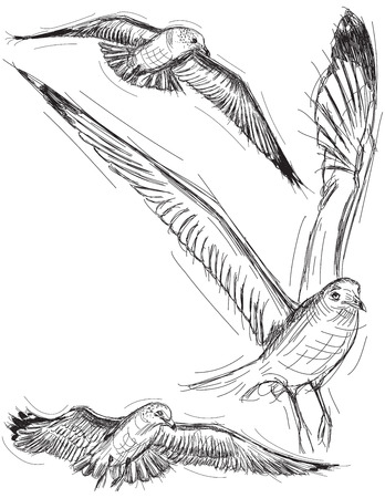 Seagull Drawingsのイラスト素材
