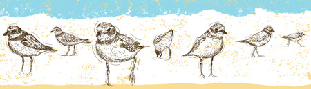 Sketchy Sandpipers over an abstract beach background.のイラスト素材
