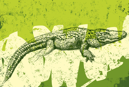 Alligator texture backgroundのイラスト素材