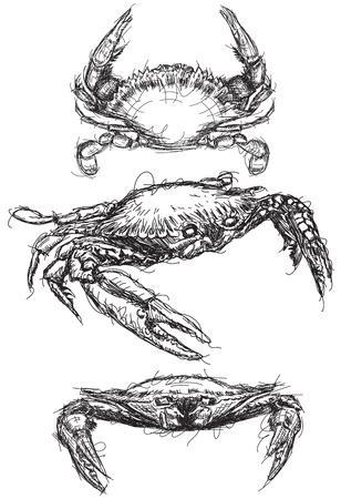 Crab sketchesのイラスト素材