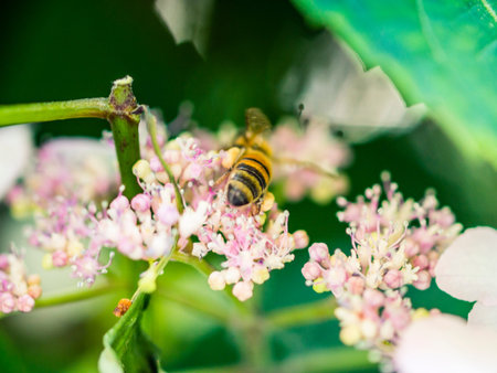 Bee feeding , flying and stingking on flowers in a park, outdoors, no people, with bokeh effect.