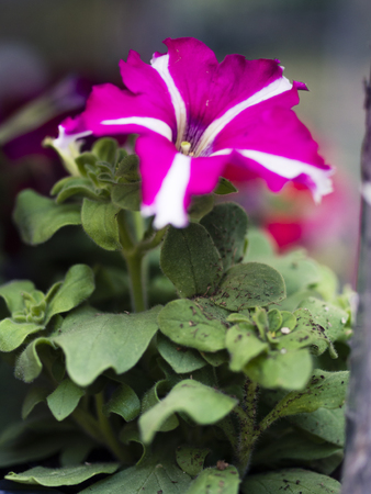 Flowers and plants for sale at the street marketの写真素材