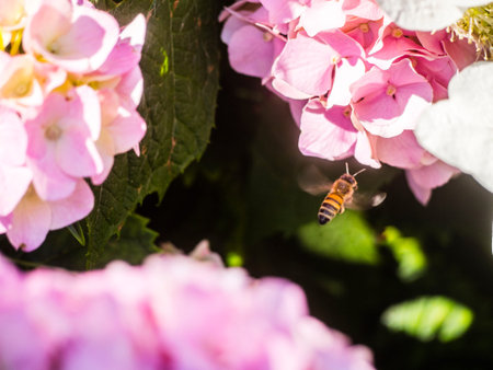 Bumble-Bee flying, sitting and working out a flower