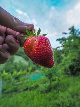 Woman farmer picking organic strawberries in the itlian hillsの写真素材