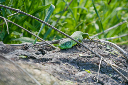 Green lizards in the wlld sun bathing on a rock in the hills in Emilia Romagna, Italy