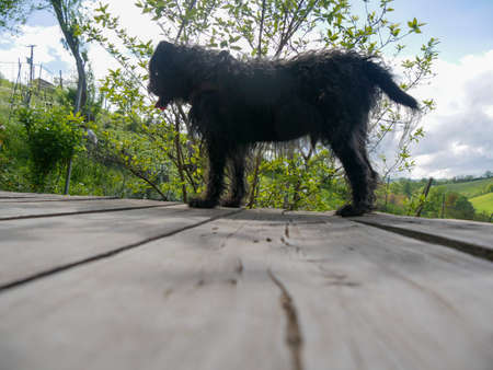 black terrier dog in the country cabin in the hills high res imageの写真素材