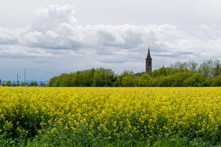 blooming plantation blooming bright yellow in Emilia Romagna, Italyの写真素材