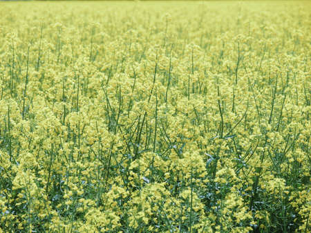 blooming plantation blooming bright yellow in Emilia Romagna, Italyの写真素材