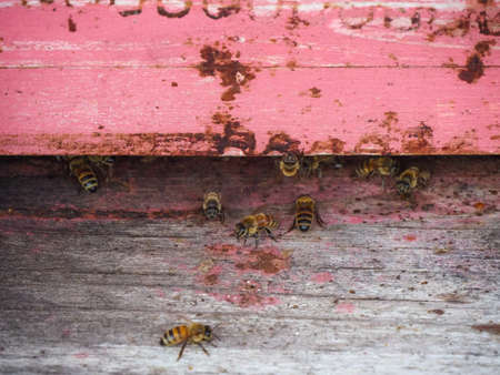 bees working and producing honey in a hive in a organic flower fields in Castell'Arquato Italy green farmsの写真素材