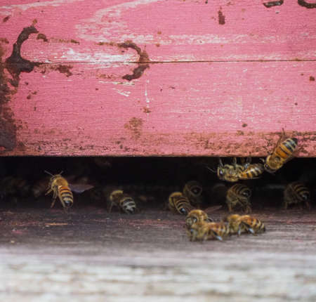 bees working and producing honey in a hive in a organic flower fields in Castell'Arquato Italy green farmsの写真素材