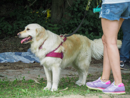 curious purebreed labrador standing i the garden with ownerのeditorial素材