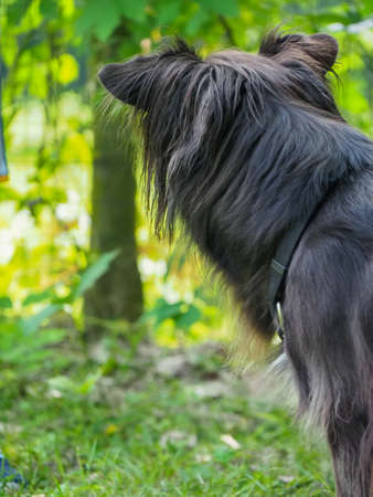 portrait of a young black dogの写真素材