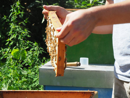 Beekeeper working with bees and beehives on the apiary. Beekeeping concept. Beekeeper harvesting...