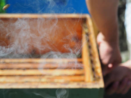 Beekeeper working with bees and beehives on the apiary. Beekeeping concept. Beekeeper harvesting honey Beekeeper on apiary.の写真素材
