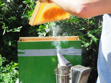 Beekeeper working with bees and beehives on the apiary. Beekeeping concept. Beekeeper harvesting...