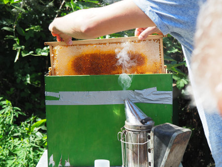 Beekeeper working with bees and beehives on the apiary. Beekeeping concept. Beekeeper harvesting...