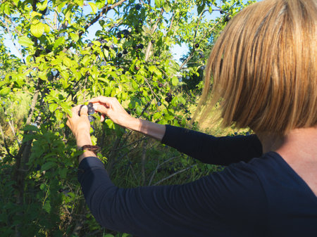 elegant lady picking plums and peaches in a farm during summerの写真素材