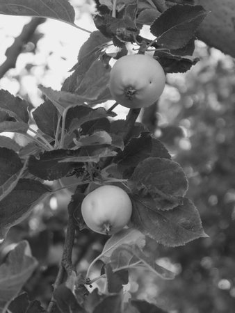 Organic small fruit produce in Piacenza Italy.Apples growing on a tree on sunny day in Julyの写真素材