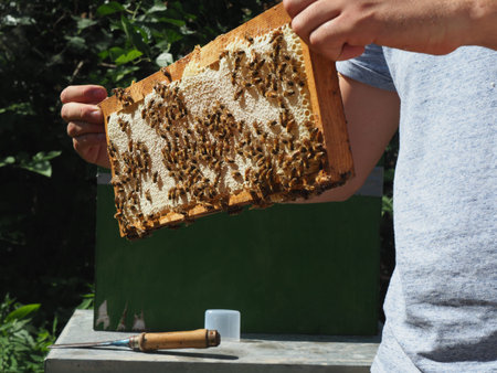 Beekeeper working with bees and beehives on the apiary. Beekeeping concept. Beekeeper harvesting...