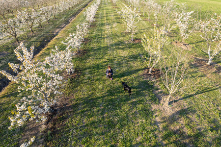 Caucasian adult fit woman is taking a peaceful walk through a picturesque cherry blossom orchard relaxing scene with black labrador pet dog company.の写真素材