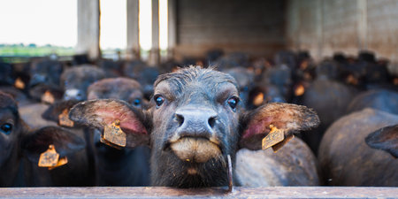 italian mediterranean buffalo breed farm specializing in the production of buffala mozzarella cheese...