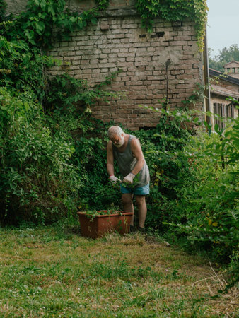 senior caucasian gardener pruning vines and trimming ivy, plants, branches and weeds on a garden wall in summertime. Cleaning the garden.の写真素材