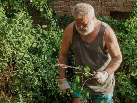 senior caucasian gardener pruning vines and trimming ivy, plants, branches and weeds on a garden wall in summertime. Cleaning the garden.の写真素材