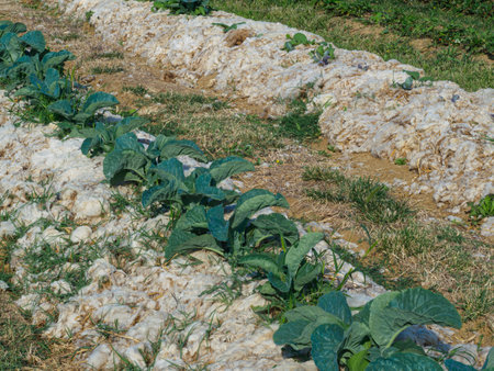 Rows of organic cabbage on sheep wool mulch for a sustainable, biodegradable weed elimination product and soil moist.の写真素材