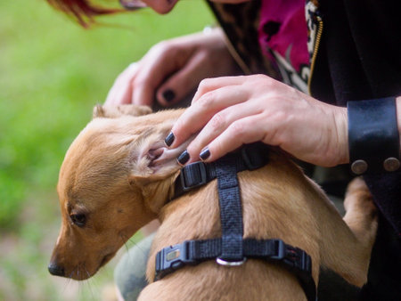 owner protecting and comforting puppyの写真素材