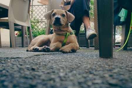 tender mixed race puppy dog laying in the street near owner feet outside.の写真素材