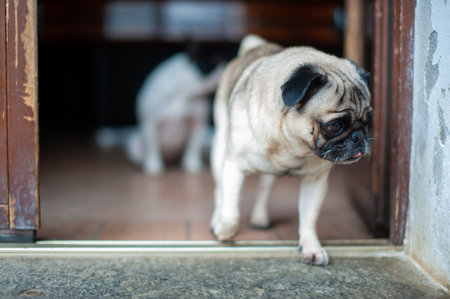 pug pug dog at home with funny expression. Small pet lifestyle.の写真素材