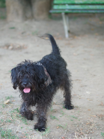 mixed race poodle schnauzer black dog enjoy nature in the park in the morning
