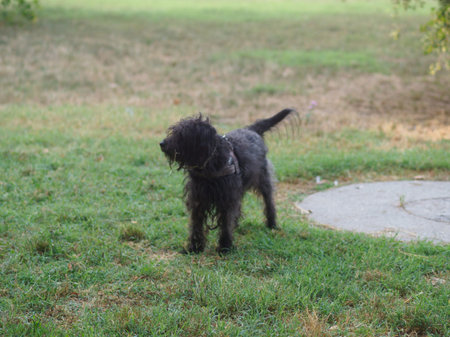 mixed race poodle schnauzer black dog enjoy nature in the park in the morning