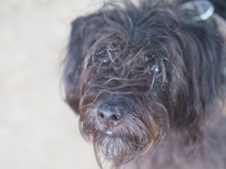 mixed race poodle schnauzer black dog enjoy nature in the park in the morningの写真素材