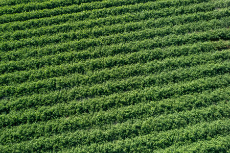 aerial shot of tomato plants in rows , growing in wet drop irrigated ground.