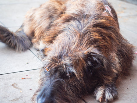 Beautiful Brindle Female Dog Resting Peacefully Outdoors in a Picturesque Autumnal Garden Settingの写真素材