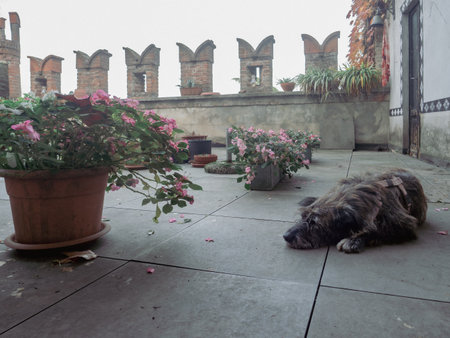 A fluffy female dog with coarse fur sleeps peacefully on a stone patio during a beautiful autumn day surrounded by flowering plantsの写真素材