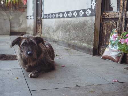 Beautiful Female Black Dog Resting Comfortably in a Courtyard on a Cool Autumn Day Enjoying the Serene Atmosphereの写真素材