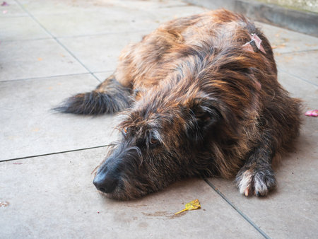 Brindle Fur Dog Resting Peacefully on Paved Ground with Autumn Leaves and Small Yellow Object Nearbyの写真素材