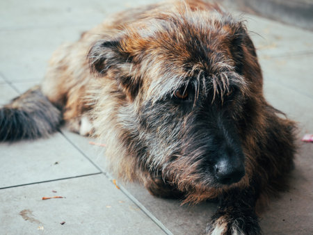 Close Up of a Brindle Mixed Breed Dog Resting Comfortably Outside on Paved Ground in a Cozy Autumn Outdoor Settingの写真素材
