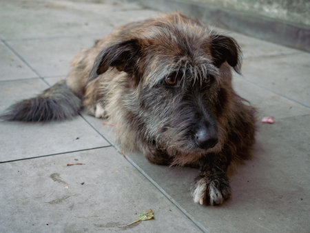 Adorable Shaggy Mixed Breed Dog Enjoying a Peaceful Rest Outdoors During the Autumn Season