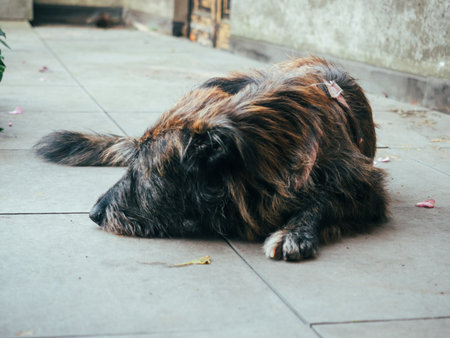 Relaxing Dog with Shaggy Fur Resting on Paved Ground in Autumn Sceneの写真素材