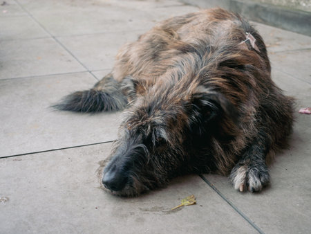 Scruffy brown dog resting on a gray tiled ground, appearing tired and neglected, highlighting the...