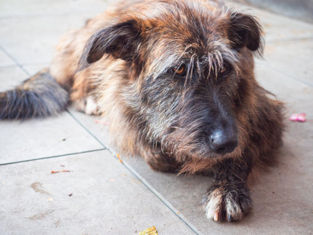 Autumn Scene Close Up of a Shaggy Mixed Breed Female Dog Resting Comfortably on a Paved Surface