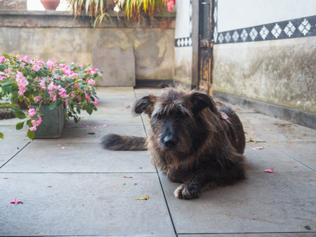 Relaxed brindle terrier mix lying on sunlit patio tiles beside blooming pink flowers, peaceful...
